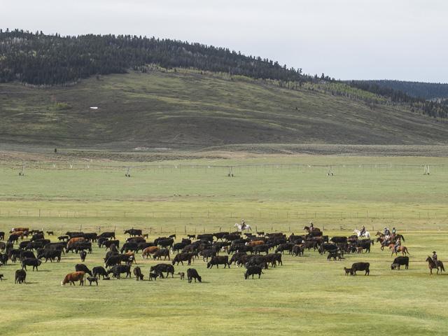 Out of the seven years compared, the CME Feeder Cattle Index was only higher one other time compared to what it's trading at today. (DTN file photo by Joel Reichenberger)