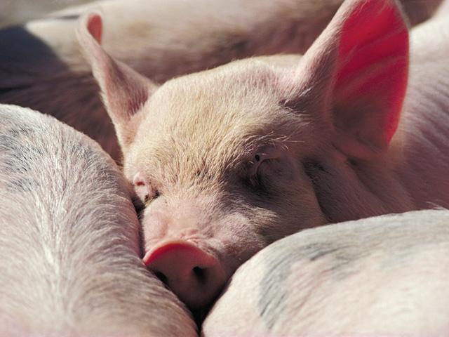 Triumph Foods LLC asked a federal appeals court to review a ruling on Massachusetts' animal-welfare law. (DTN file photo)