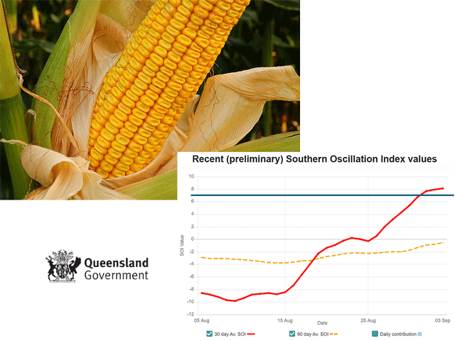 Dented corn still needs moisture to reach yield potential. The Pacific Ocean SOI has quickly moved into the La Nina category since late August. (Public Domain corn photo. Graphic by Queensland Government, Australia)