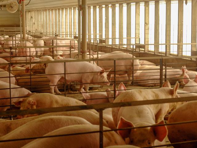 Having a proper biosecurity plan can protect hogs against diseases, including avian influenza (H5N1), which has infected dairy cattle in several states in 2024. (DTN file photo)