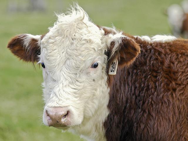 Fifty cattle and a moose in a localized area of Wyoming have died from anthrax, which hasn't been found in the state for nearly 50 years. (DTN/Progressive Farmer file photo by Ken McMillan)