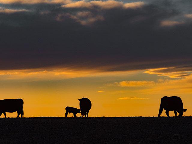 An Iowa farmer sentenced to federal prison for 15 years used forced labor on his farm in addition to bankruptcy fraud and wire fraud. (DTN file photo)