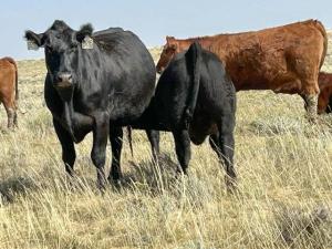 Meat-Packing Consolidation Could Keep Ranchers From Herd Rebuild