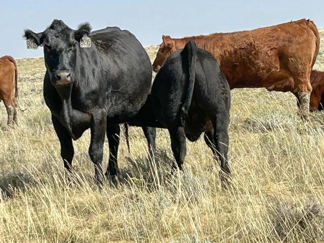For cattle buyers, it's more feasible to buy the feeders now and give them cheap feed than to buy more expensive cattle next spring. (DTN photo by ShayLe Stewart)