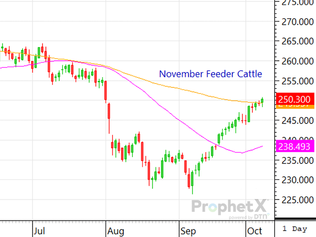 Since the live cattle market bottomed on Aug. 21, the December live cattle contract has gained $13.60 in a little over a month's time. The spot November feeder cattle contract bottomed on Sept. 6 and since then has added $22.28. (DTN ProphetX chart)