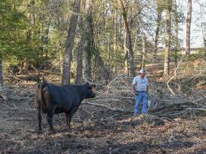 Eastern Georgia Cattlemen Begin Clean Up From Hurricane Helene Destruction