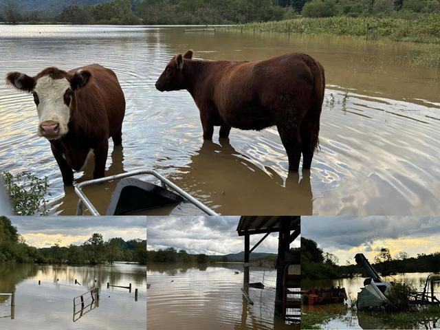 Producers in Transylvania County, North Carolina, lost crops, fences and land to mudslides. A cattle producer and agricultural teacher at Brevard High School talked about the lack of communication and the need for things like hay and solar-powered fence chargers. (Photos by Sarah Clayton, courtesy of North Carolina Farm Bureau)