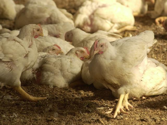 Iowa officials had to cull 1.3 million chickens after attempts to secure a processor for the chickens failed. Creditors for Pure Prairie Poultry stepped in to assert their claims over the chickens, which led a potential buyer for the chickens to back out. (DTN file photo by Jim Patrico)