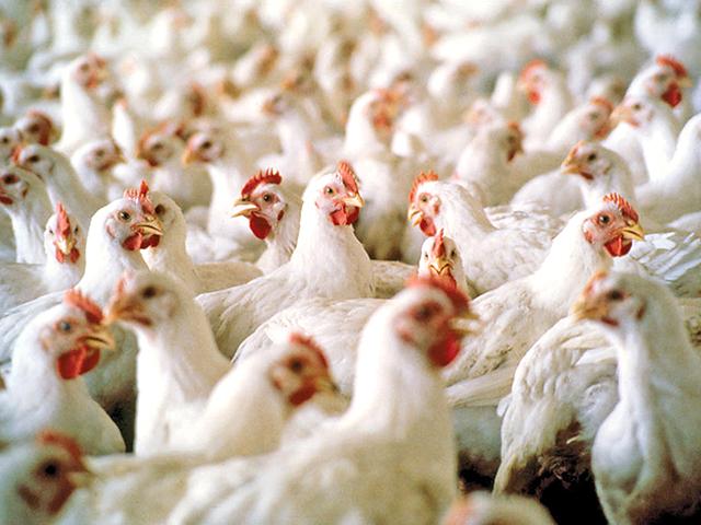 Tyson Foods and Cargill reached settlements with the state of Oklahoma in an ongoing poultry pollution case. (Photo courtesy of Mississippi State University Ag Communications)