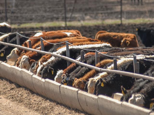 Whenever a Cattle on Feed report is set to be released, you'll typically note more market caution from traders. (File photo by Jim Patrico)