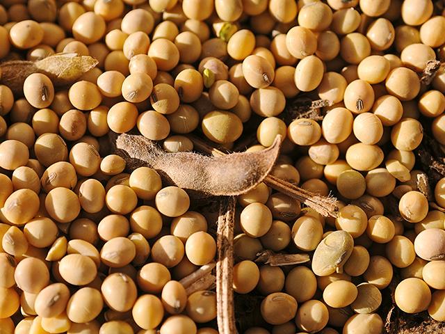 Peter Navarro, a senior adviser to President Donald Trump, in an op-ed on Thursday in The Hill, called for increasing domestic soybean crush and boosting biodiesel blends under the Renewable Fuel Standard to reduce U.S. farmers' reliance on China as a market. (DTN file photo by Jim Patrico)