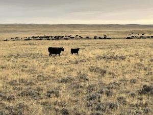 3 Thoughts for Cattlemen to Ponder as the Market Softens