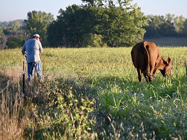 Central Iowa farmer Noah Taylor moves a temporary electric fence for his cows to graze cover crops. (DTN/Progressive Farmer photo by Jennifer Carrico)