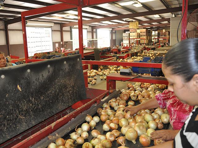 H-2A guest workers sort onions on a farm and processing operation in Georgia. More farmers may be relying on the H-2A program going forward even though it is cumbersome and expensive for smaller farmers to bring in those workers. (DTN file photo)