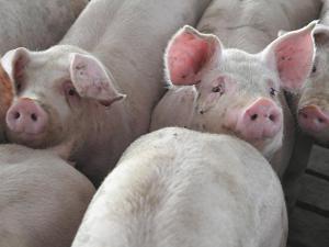 Pseudorabies Returns to US Commercial Swine for First Time Since 2004