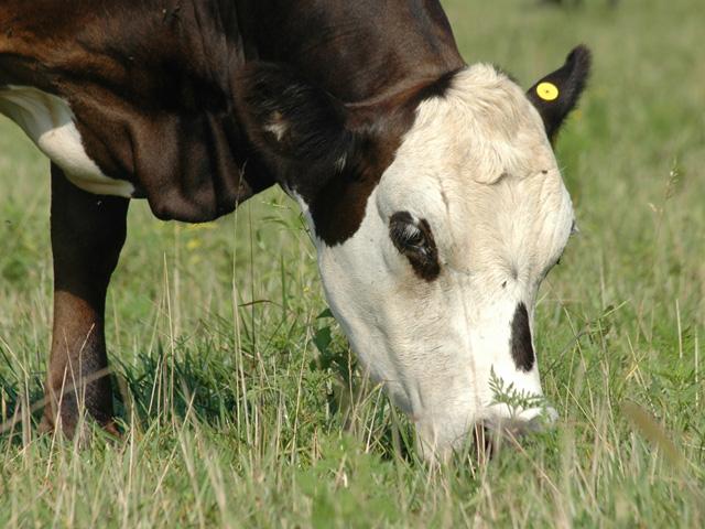 R-CALF USA and other groups are suing USDA over a new rule requiring electronic identification tags for certain beef cattle, bison and dairy cows moving across state lines. The new rule went into effect Tuesday. (DTN file photo)