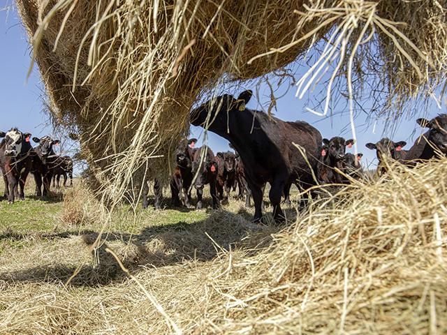 Livestock producers should take time now to review their winter feeding plans. (DTN file photo)