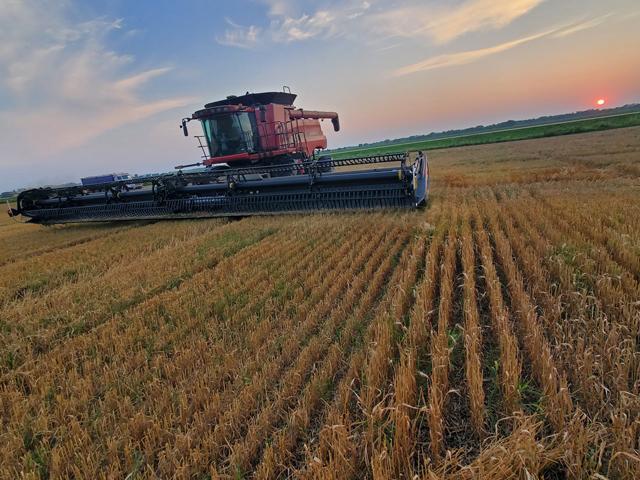 Spring wheat harvest 2024 in Crookston, Minnesota, and the last one for farmer Tim Dufault as he has retired from farming after 44 years. (Photo courtesy of Tim Dufault)