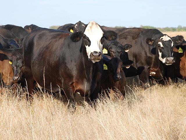 Pasture conditions continue to be varied throughout the Southern Plains as some areas suffered from wildfire and drought in 2024. (DTN file photo)