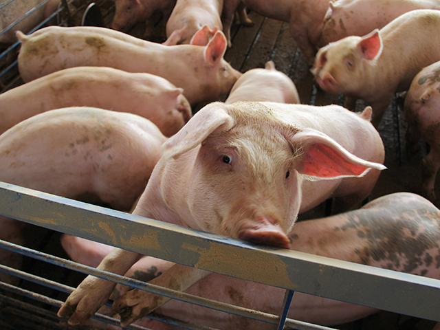 USDA on Monday announced a plan to make a voluntary livestock improvement program available nationwide. (DTN file photo)