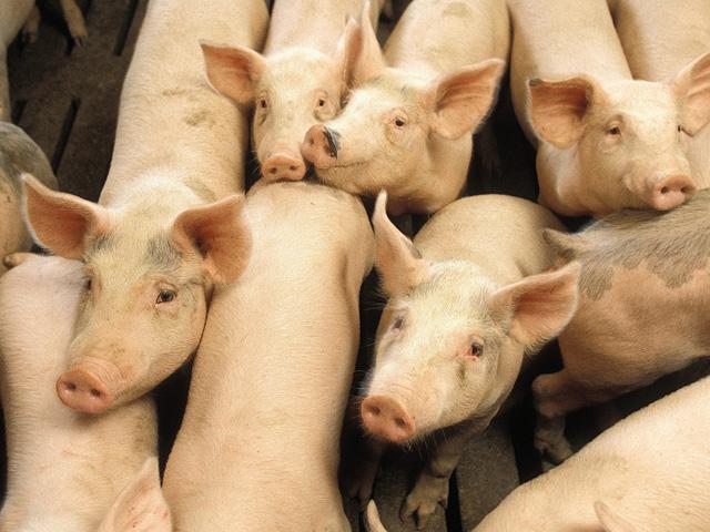 USDA released its Dec. 1 Quarterly Hogs and Pigs report on Tuesday. (DTN file photo)