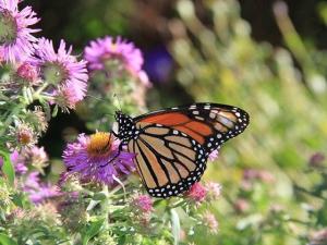 Environmentalists Sue Over Delayed Monarch Butterfly Protections as Extinction Risk Grows
