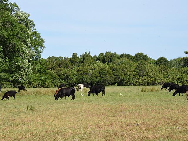 Many Southeast U.S. pastures suffered from drought throughout the summer. (DTN/Progressive Farmer photo by Becky Mills)