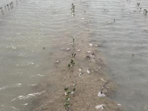 Cache River Flooding Washes Away Planted Crops, Stalls Further Planting
