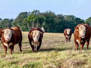 Comprehend Bull Sale Data
