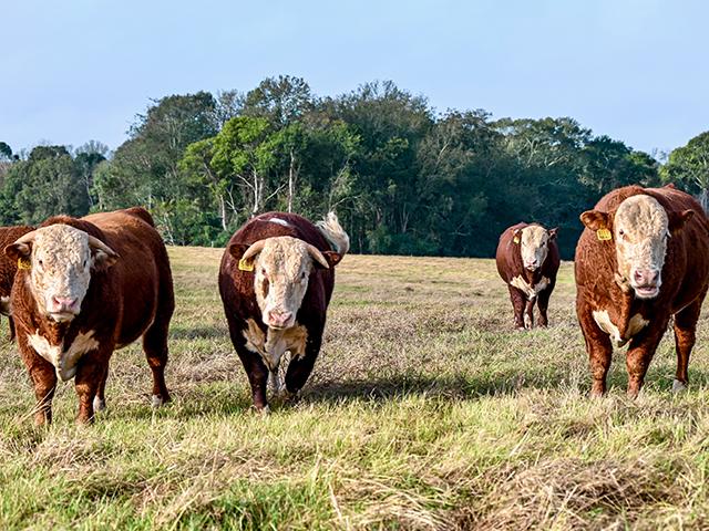 EPDs (expected progeny differences) predict the expected performance of an animal on a single production trait compared to other animals within the same breed. (DTN/Progressive Farmer photo by Jennifer Carrico)