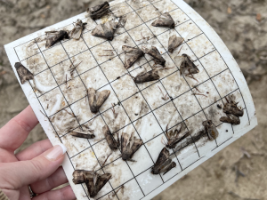 Production Blog: Corn Farmers on Alert for Black Cutworm