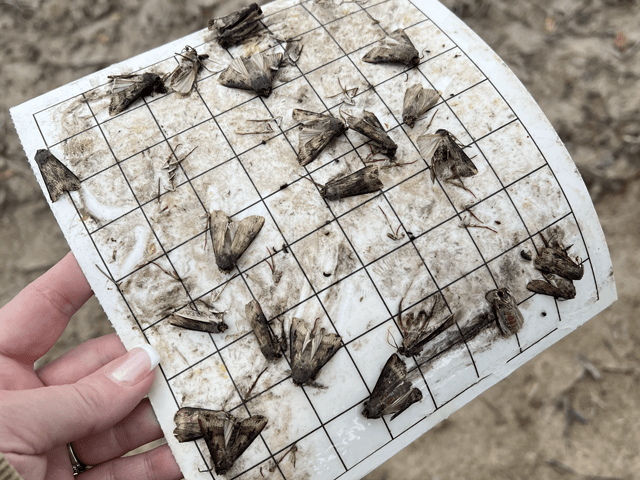 The presence of black cutworm adult moths on sticky traps gives an early warning that corn and soybean munching larvae may be close behind. (Photo courtesy of Stephanie Porter)