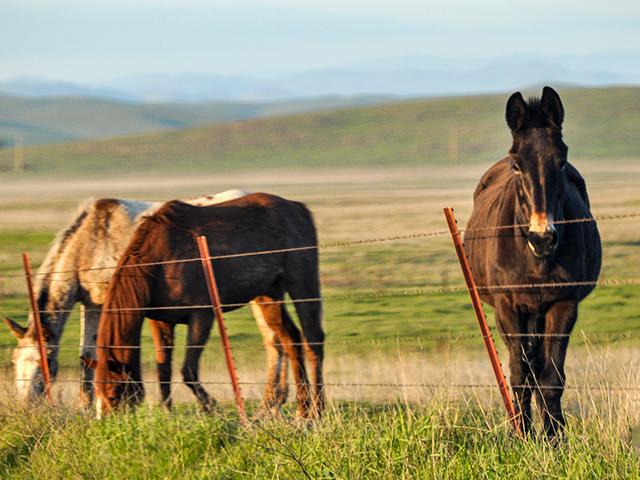 Founder, or laminitis, is an extremely painful condition of the hooves, and it can happen in any hooved animal. (DTN file photo by Chris Clayton)