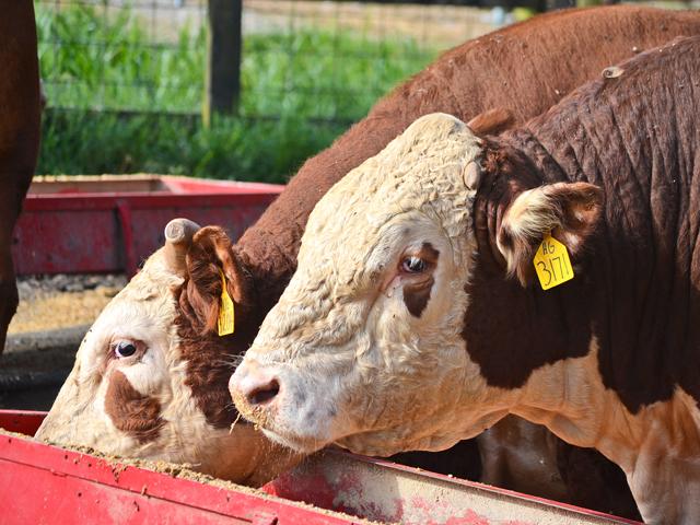 Bulls develop a social order that is always being challenged. (DTN/Progressive Farmer file photo by Victoria G. Myers)