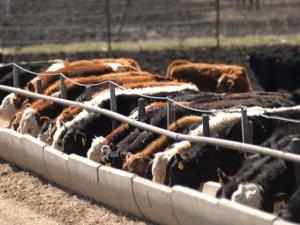 Market Will Closely Watch First New Cattle on Feed Report Since Shutdown