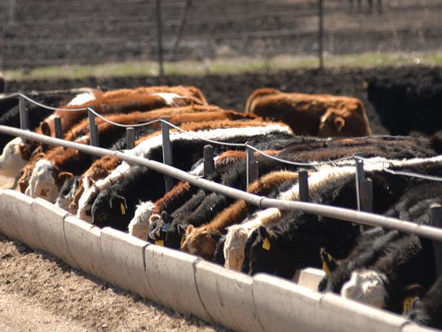 USDA released its May 1 Cattle on Feed report on Friday. (DTN/Progressive Farmer file photo)