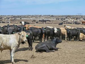 OSU, UNL Extension Offers Help for Cow-Calf Producers Considering Bulls