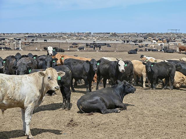 Five Agridime LLC employees were indicted by a federal grand jury last week in a cattle Ponzi scheme. (DTN file photo by Jennifer Carrico)
