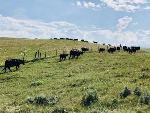Cattle Complex is Red Hot; There’s Still Time to Register for Wednesday’s Beef Webinar