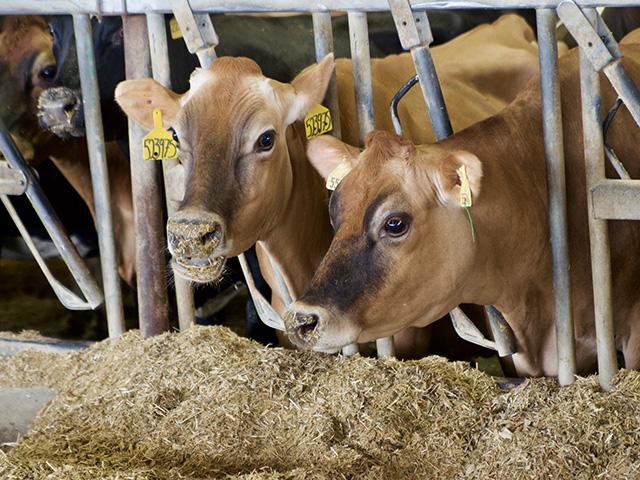 A central Nebraska dairy herd is quarantined after a positive highly pathogenic avian influenza test. (DTN/Progressive Farmer photo by Jennifer Carrico)