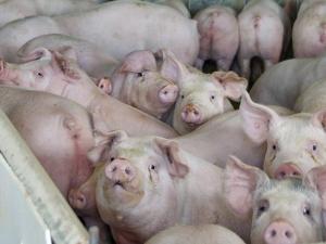 Final Iowa PRV Testing Could Reopen Mexican Offal Trade Worth $6M to $7M Weekly