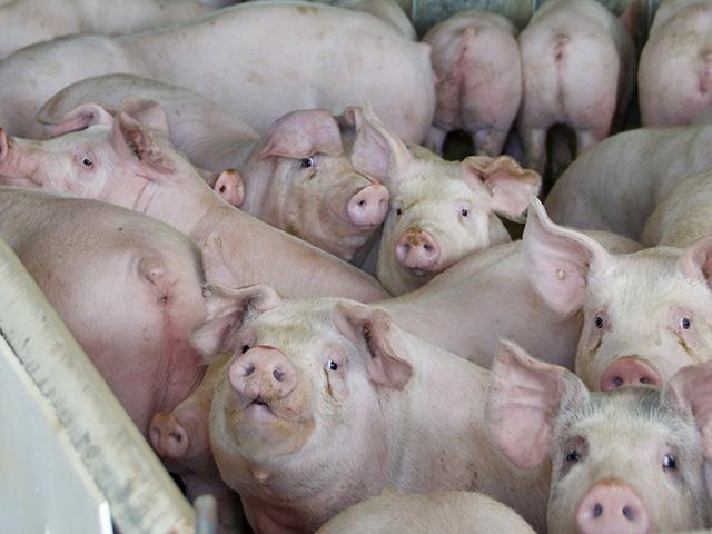 Iowa pigs in quarantine zone due to positive pseudorabies virus tests in April will be tested this week to be cleared by animal health officials. (DTN/Progressive Farmer photo by Jennifer Carrico)