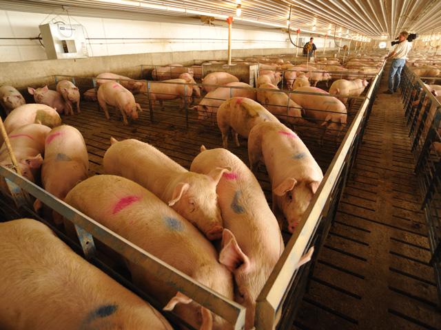 Triumph Foods is challenging California's Proposition 12, alleging in a federal lawsuit the law discriminates against federally inspected pork-processing facilities. (DTN file photo)