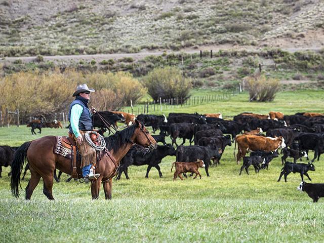 We, as cattlemen, know that the market is subject to regular ebbs and flows. So why not better position ourselves so that we are less likely to react to the market's changeable nature emotionally? (DTN photo by Joel Reichenberger)