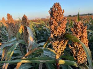 Chicago Mercantile Exchange Launches Sorghum Basis Futures Contract