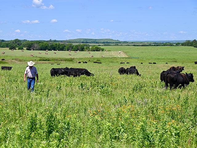 Joe Carpenter walks through a pasture on the Downey Ranch, owned by him and his wife, Barb Downey, near Wamego, Kansas. The ranch was recognized as the 2024 National Cattlemen's Beef Association Environmental Stewardship Award national winner. They use numerous grazing techniques to promote good stewardship and conservation practices. Read more about it here: https://www.dtnpf.com/agriculture/web/ag/magazine/article/2025/09/01/service-mission. (DTN/Progressive Farmer photo by Jennifer Carrico)