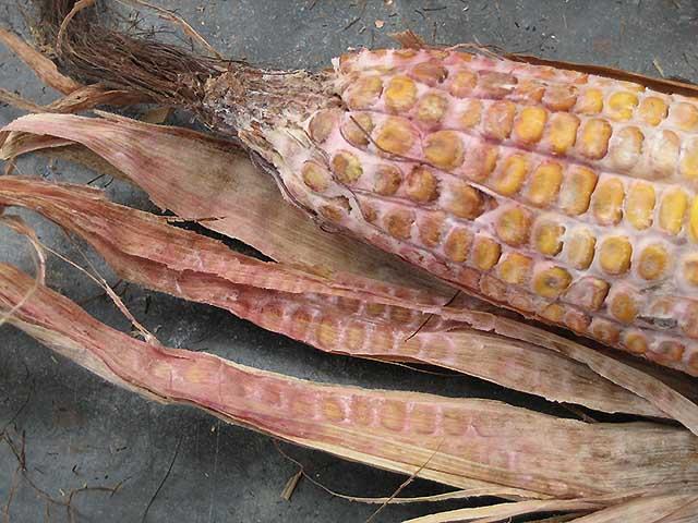 Gibberella ear rot in corn is caused by Fusarium graminearum, the same mycotoxigenic fungus that causes Fusarium head blight (scab) in wheat. (Photo by Charles Woloshuk, Purdue University)