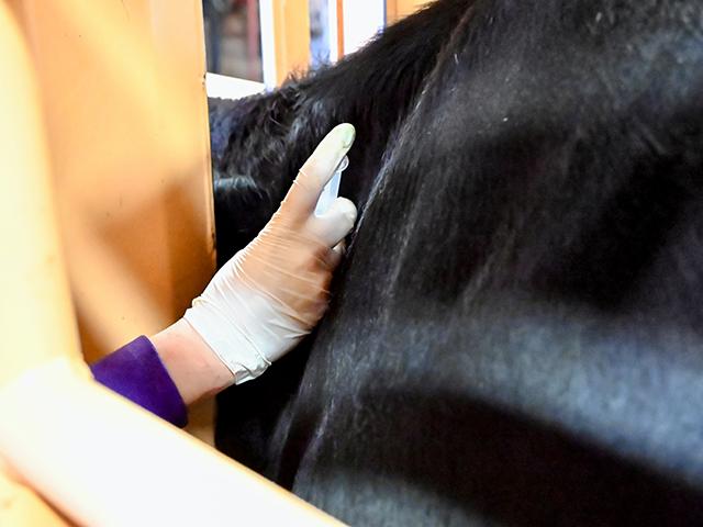 Dectomax-CA1 injectable was given conditional approval by the FDA to be used in the prevention and treatment of New World screwworm (NWS). (DTN/Progressive Farmer photo by Jennifer Carrico)