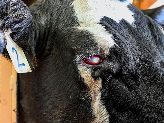 A cow with pink eye infection. (DTN/Progressive Farmer photo by Jennifer Carrico)