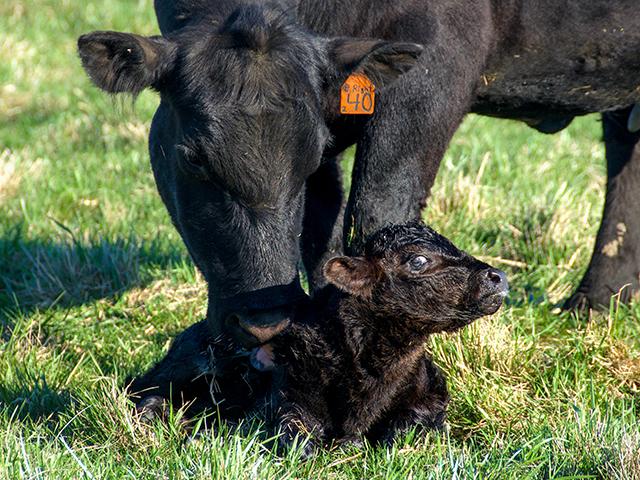 If a calf seems weak or slow to stand, dry it off, dip the navel in a disinfectant like Betadine or chlorhexidine, and warm the calf, if needed. (DTN/Progressive Farmer photo by Jennifer Carrico)